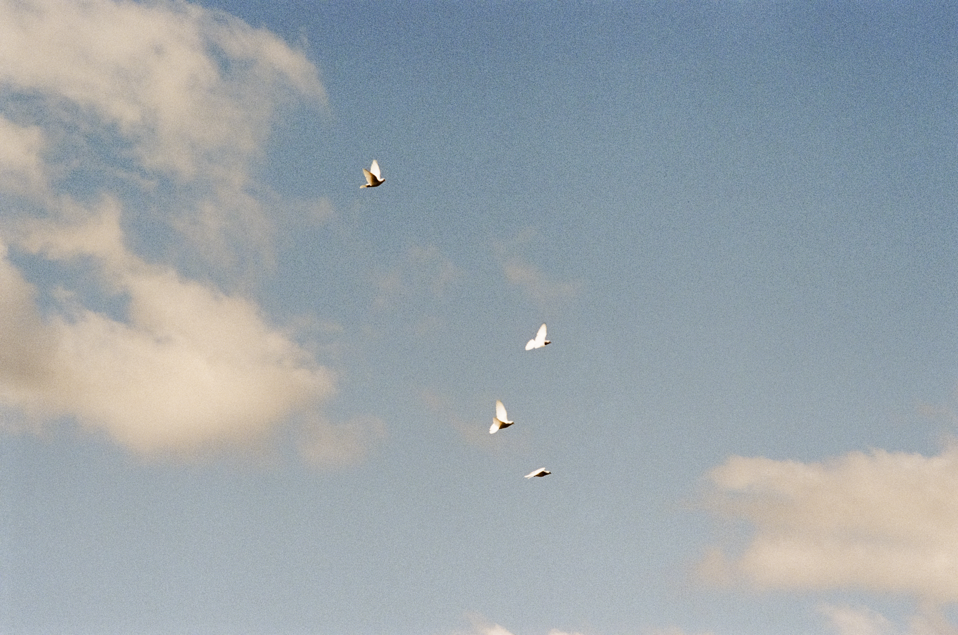 birds