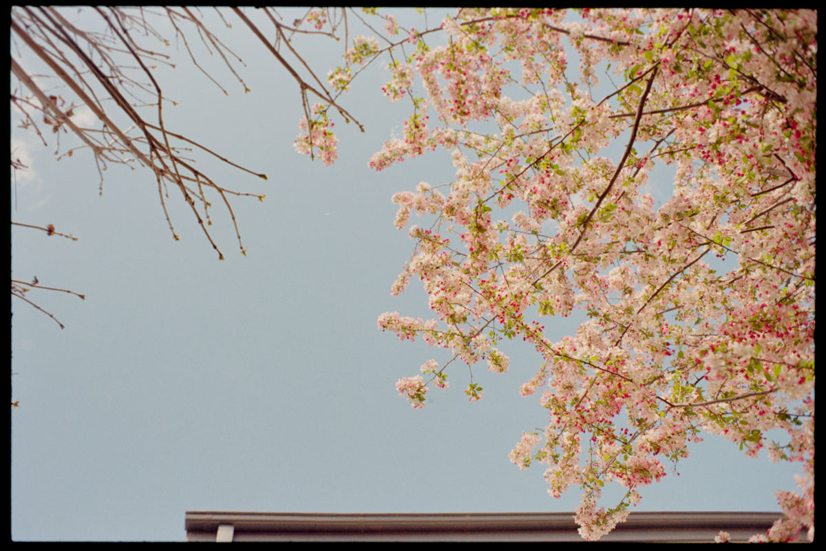 tree